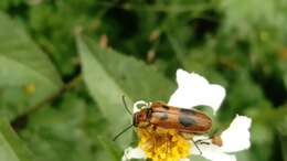 Image of Lytta (Paralytta) quadrimaculata (Chevrolat 1834)