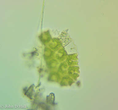 صورة Parapediastrum E. Hegewald 2005