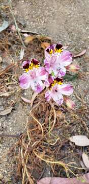 Image of Alstroemeria pulchra subsp. pulchra