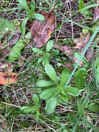 Image of Columbian whitetop aster