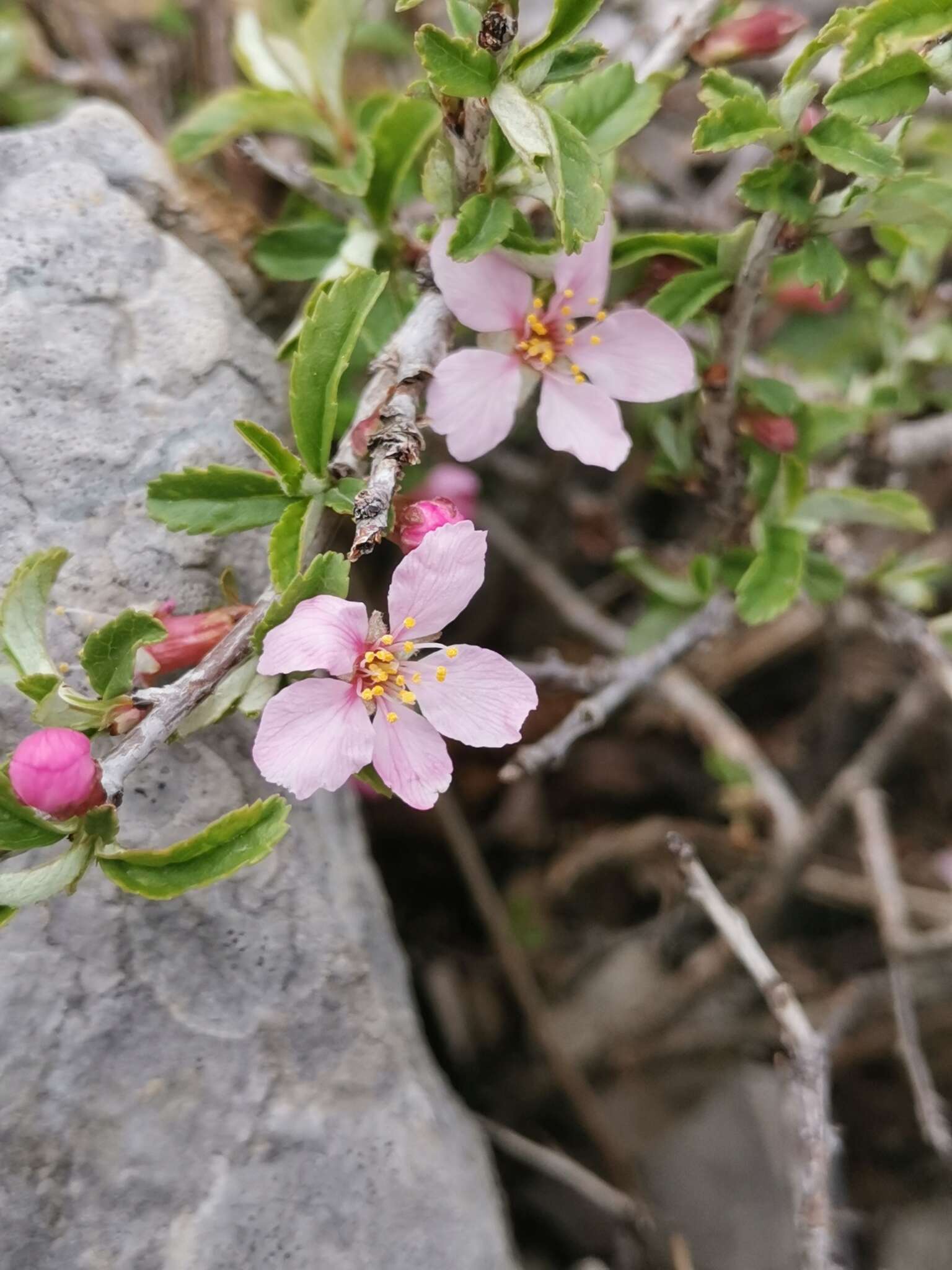 Image of Mountain cherry