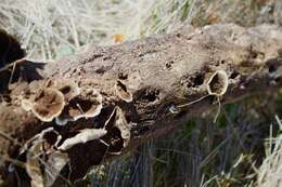 Sivun Trametes villosa (Sw.) Kreisel 1971 kuva