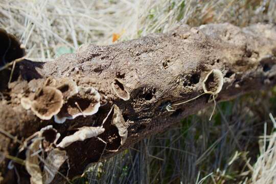 Image of Trametes villosa (Sw.) Kreisel 1971