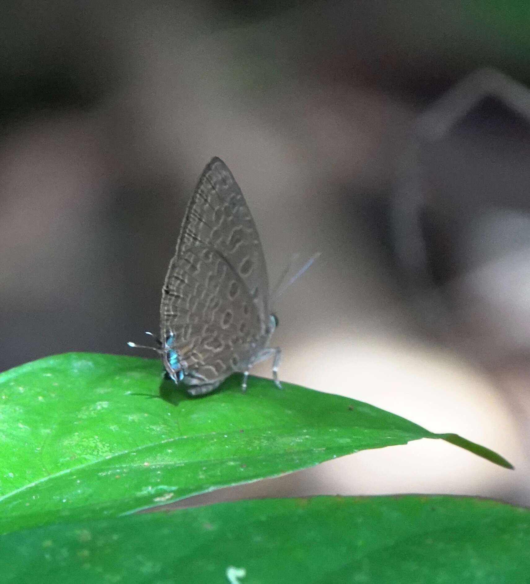 Image of Arhopala pseudomuta Staudinger 1889