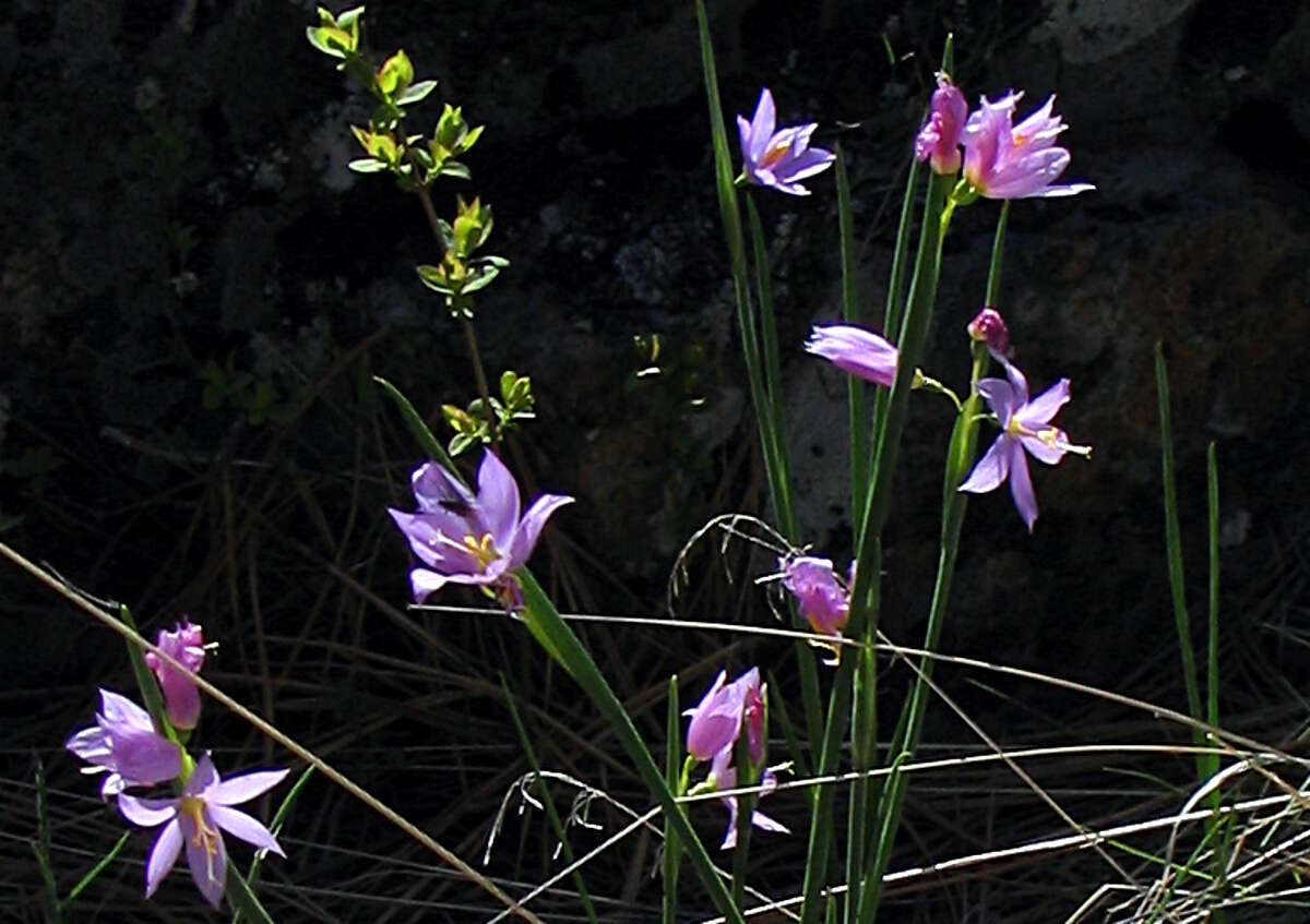 Image of inflated grasswidow