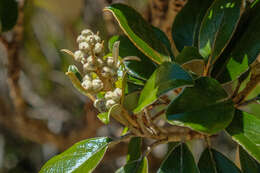 Image of Brachyglottis elaeagnifolia (Hook. fil.) B. Nord.