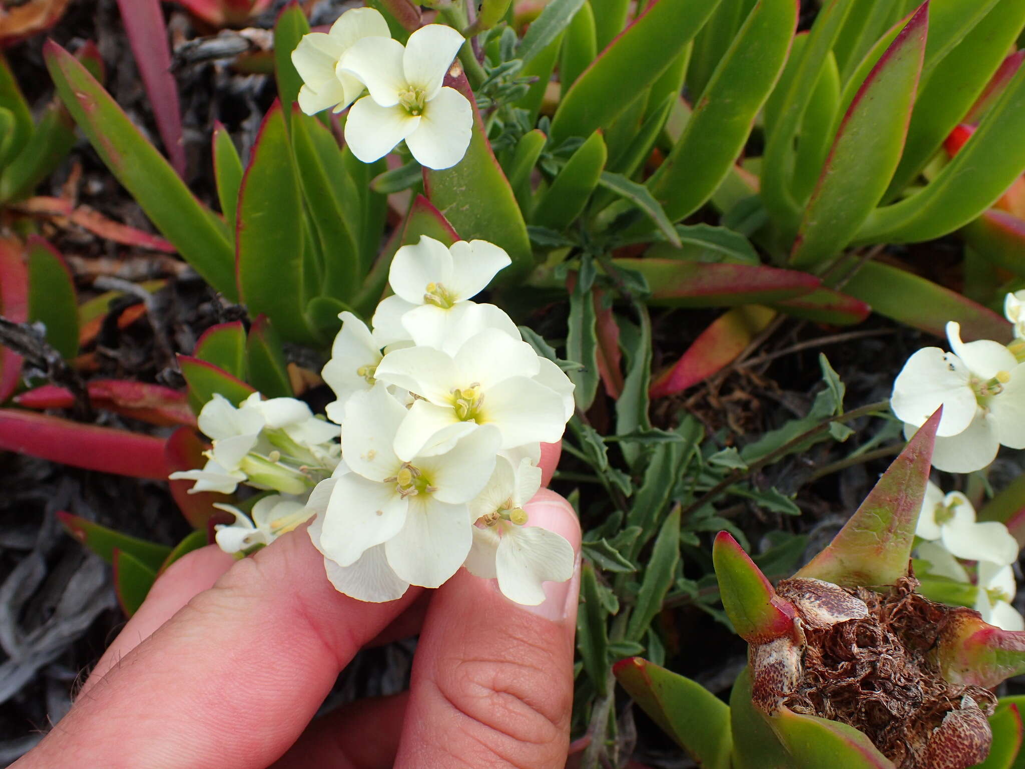 Image of Erysimum concinnum Eastw.