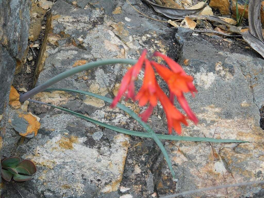 Image of Cyrtanthus angustifolius (L. fil.) Aiton