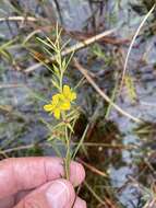 Imagem de Ludwigia linifolia Poir.