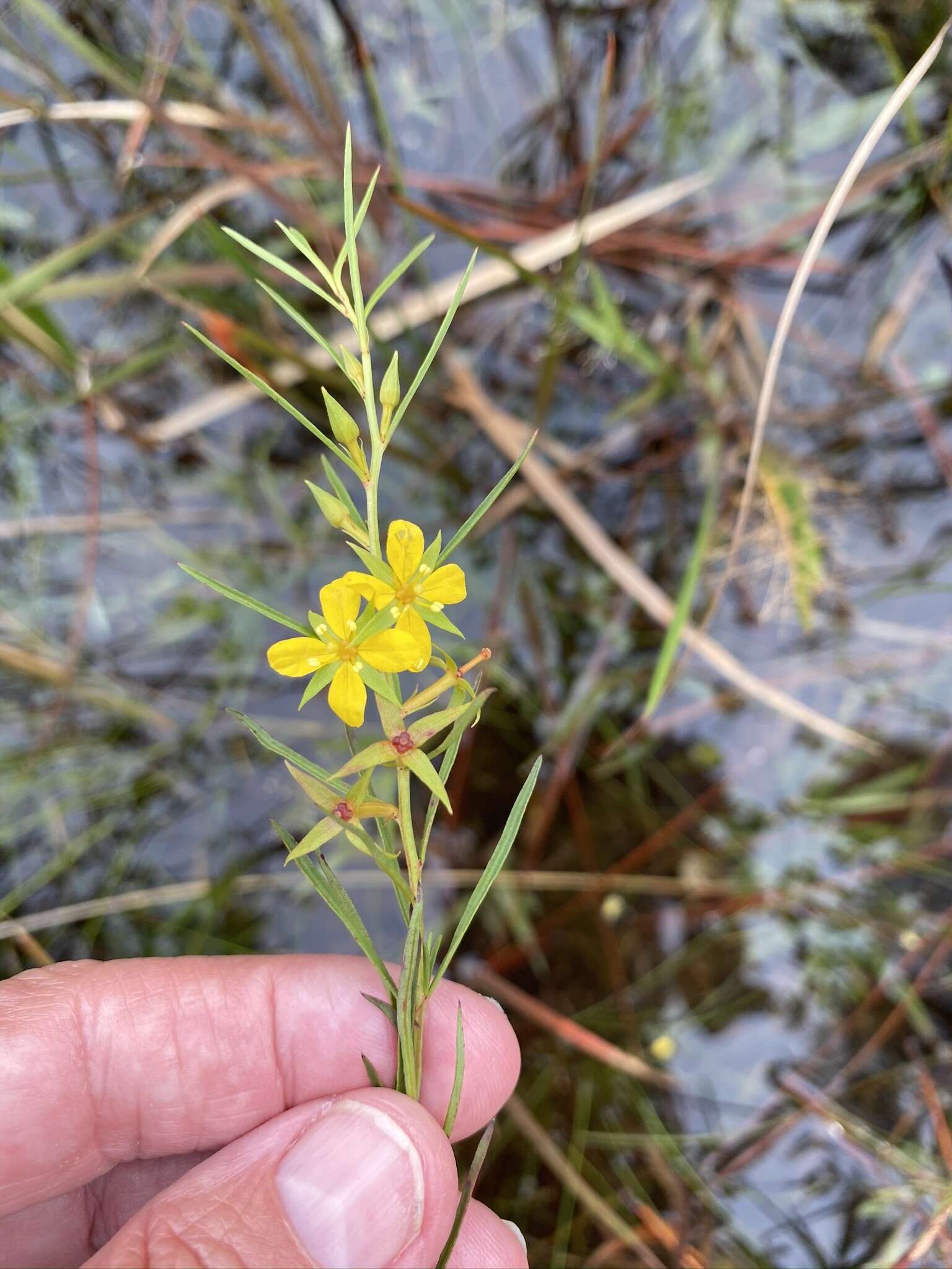 Imagem de Ludwigia linifolia Poir.