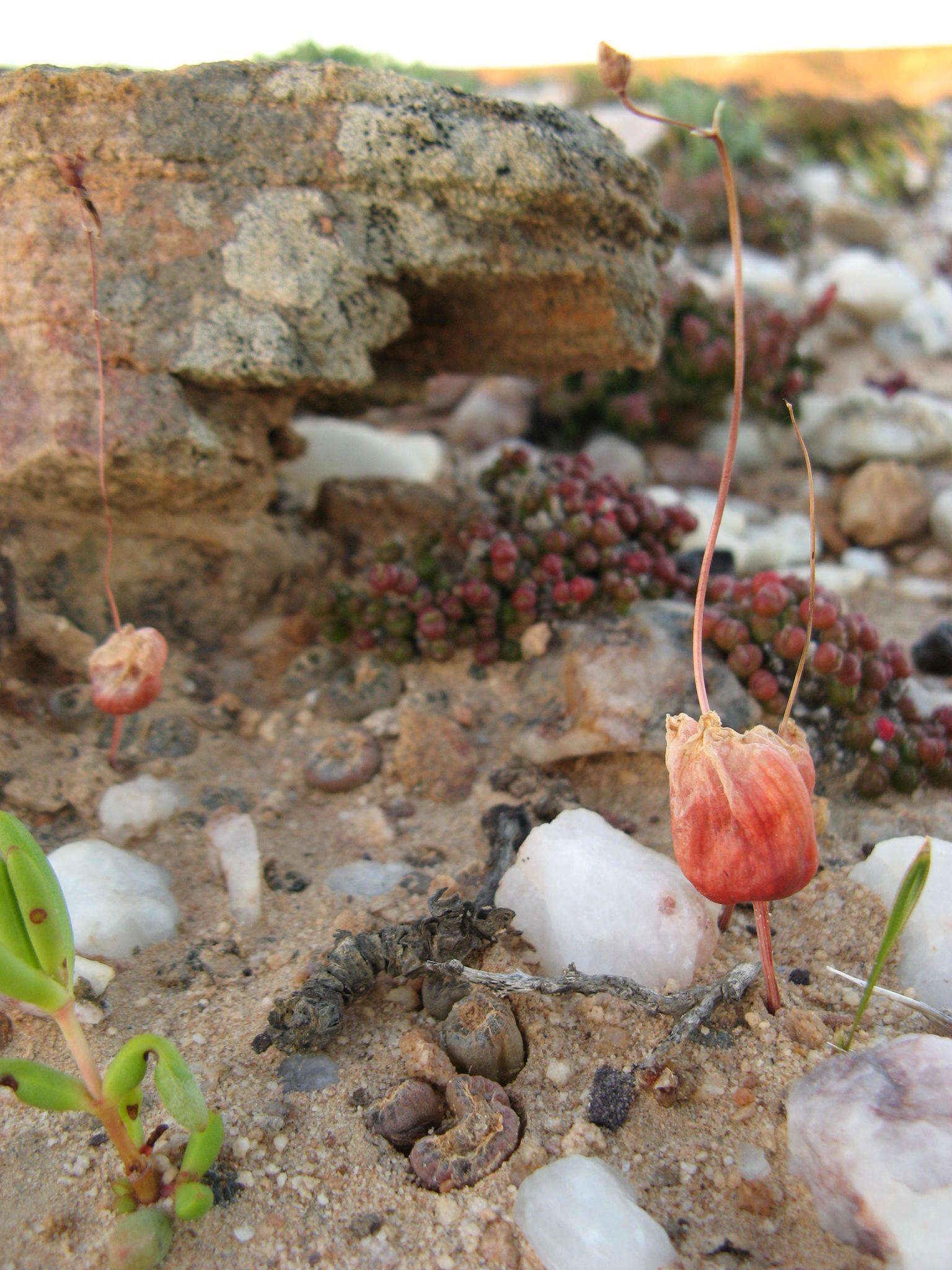 Image of Bulbine diphylla Schltr. ex Poelln.