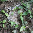 Image of Peperomia dahlstedtii C. DC.