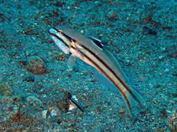 Image of Twostripe goby