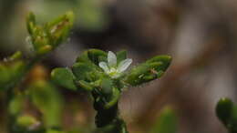 Image of hairy purslane speedwell