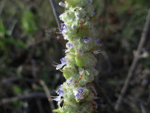 صورة <i>Coleus cylindraceus</i>