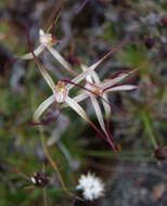 Image of Chameleon orchid