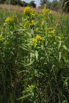 Sivun Euphorbia lucida Waldst. & Kit. kuva