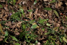 Image of Rhinacanthus gracilis Klotzsch