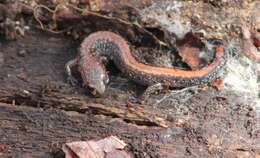 صورة Plethodon cinereus (Green 1818)