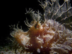 Image of Lacy scorpionfish