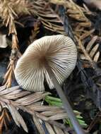 Image of Entoloma bicoloripes (Largent & Thiers) Noordel. & Co-David 2009