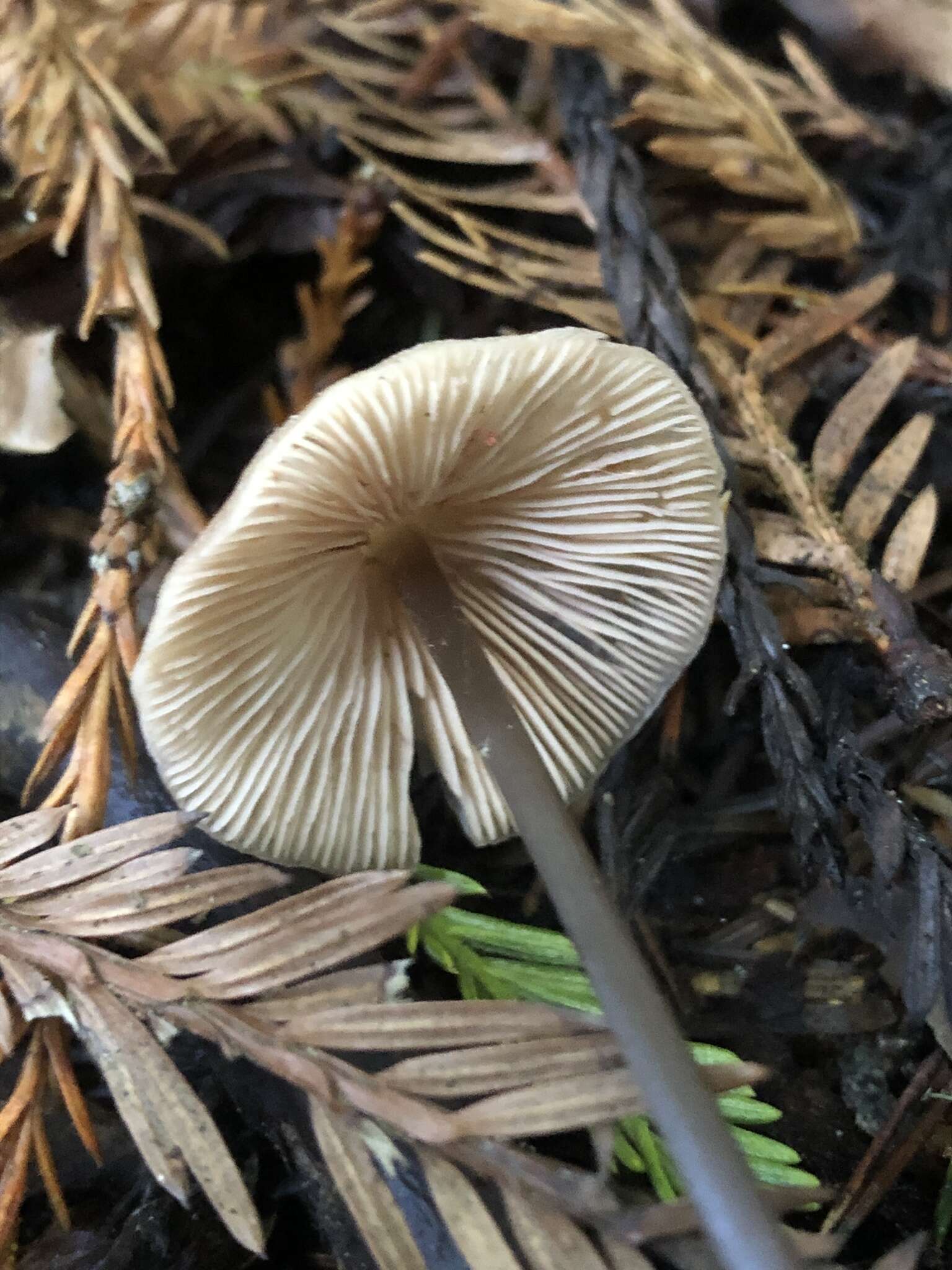 Image of Entoloma bicoloripes (Largent & Thiers) Noordel. & Co-David 2009