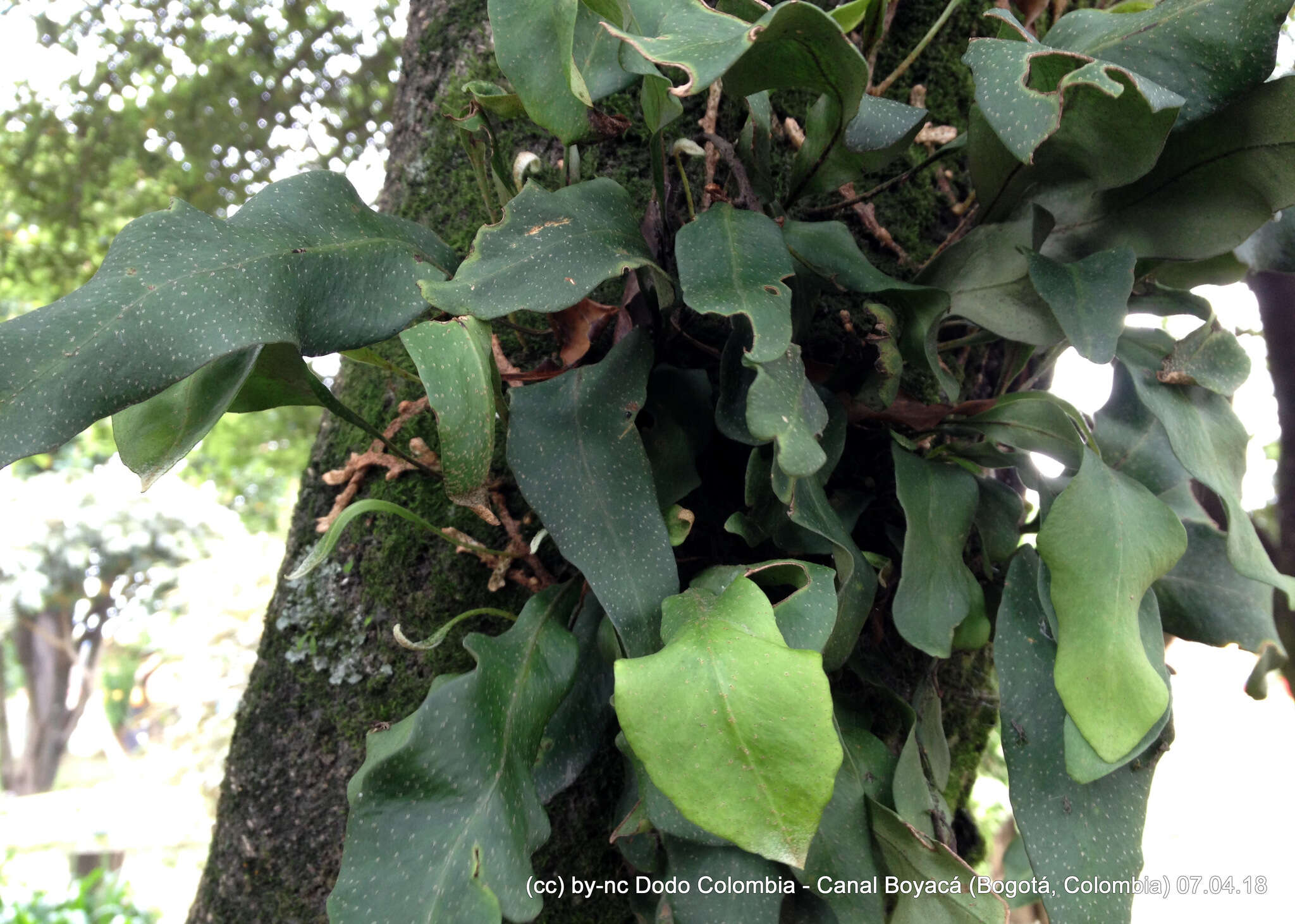 Image of lanceleaf polypody