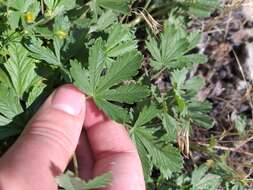 Image of palmleaf cinquefoil