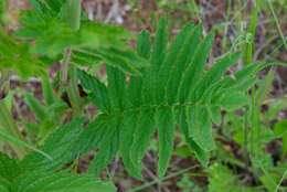 Image of Incarvillea lutea Bureau & Franch.