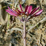 Image of Arctotis bellidifolia Berg.