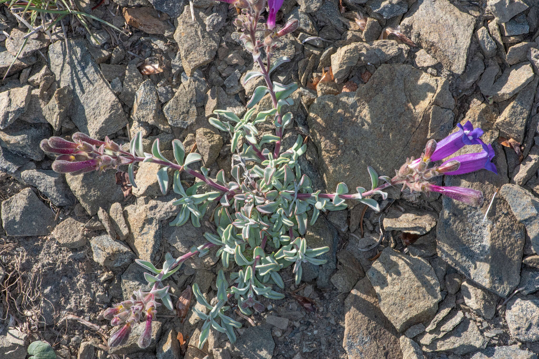 Image of Snow Mountain beardtongue