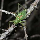 Image of Cyrtophyllicus chlorum Hebard 1908