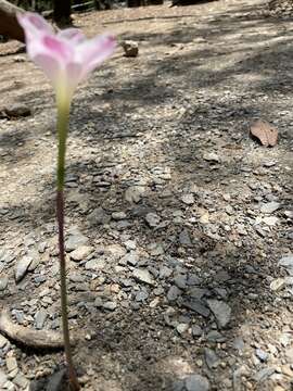 Imagem de Zephyranthes morrisclintii Traub & T. M. Howard