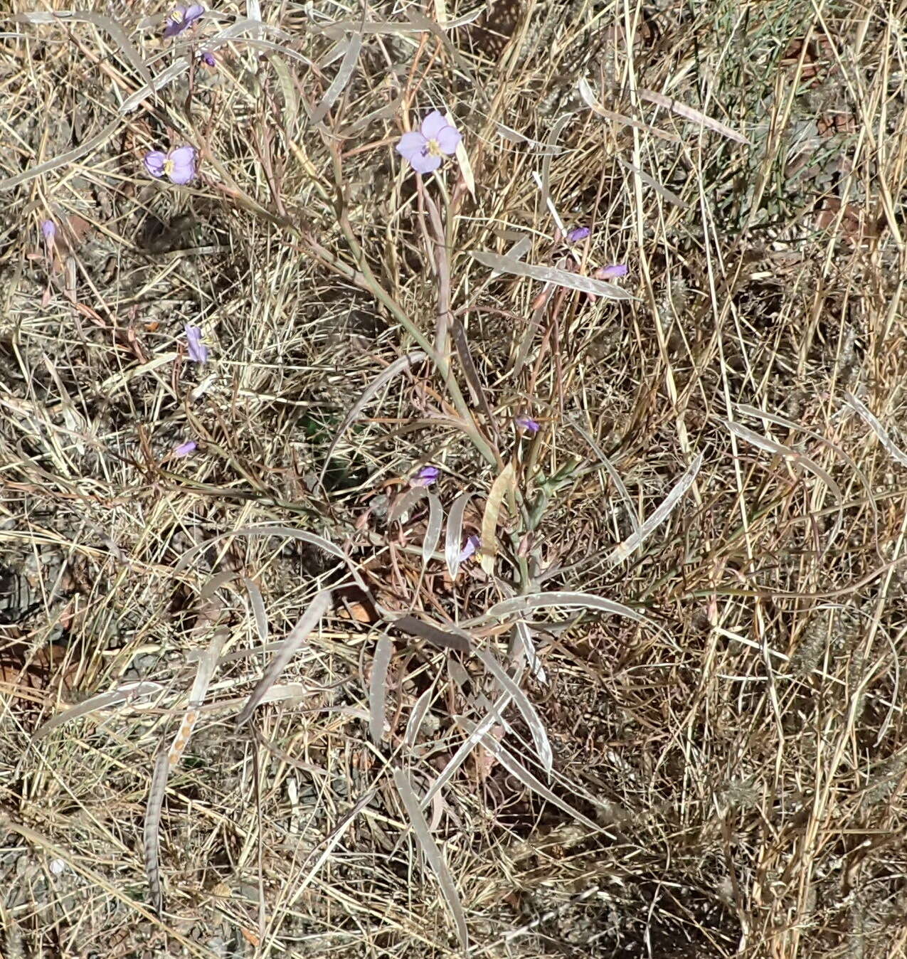 Image de Heliophila trifurca Burch. ex DC.