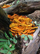 Image of Omphalotus illudens (Schwein.) Bresinsky & Besl 1979