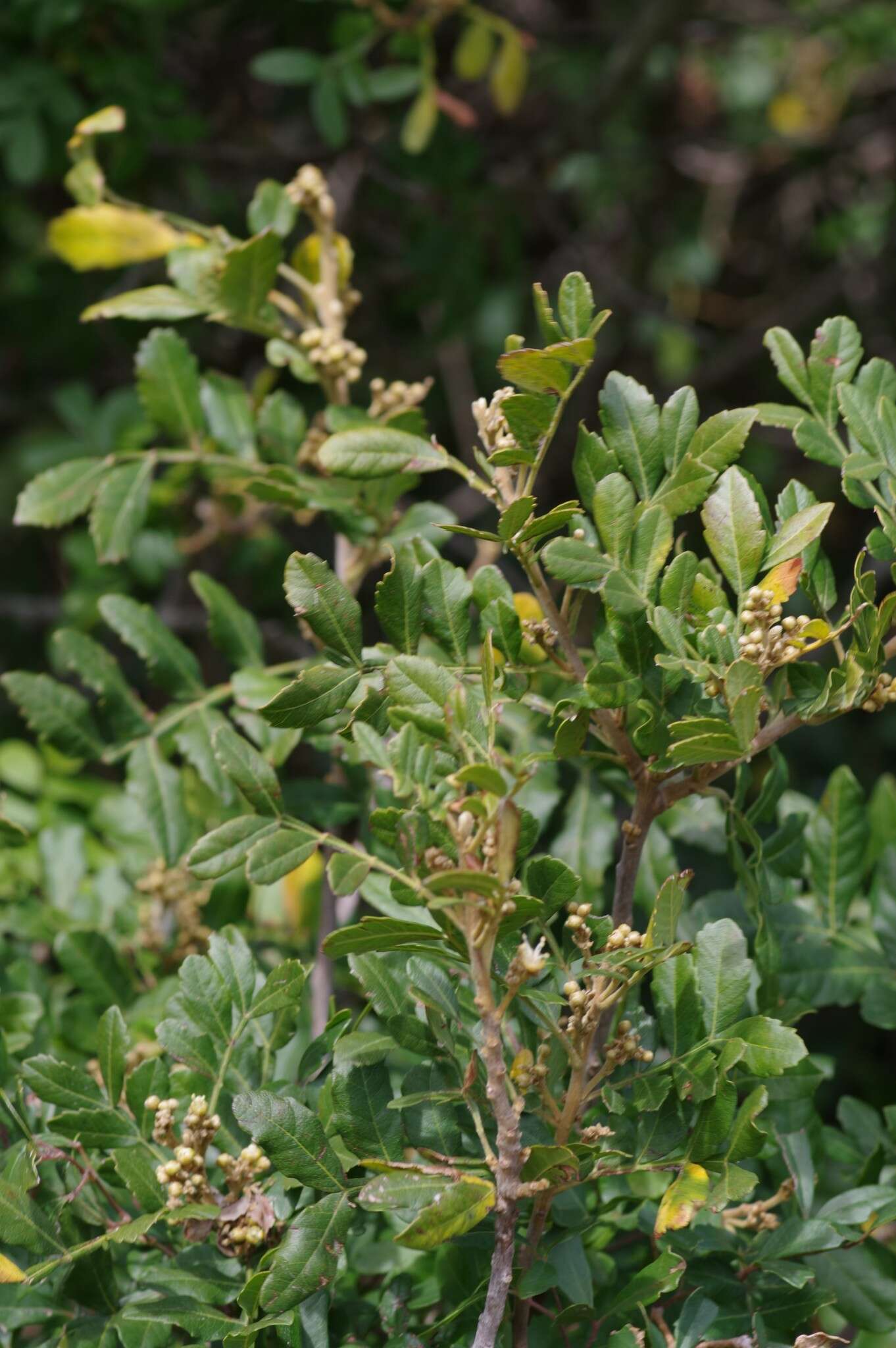 Hippobromus pauciflorus (L. fil.) Radlk. resmi