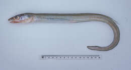 Image of Fringe-nosed conger-eel