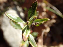 Image de Germandrée petit-chêne