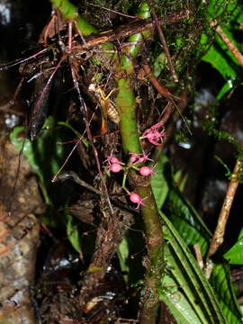 Image of Miconia septuplinervia