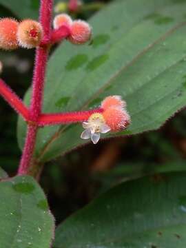 Image of Miconia ceramicarpa (DC.) Cogn.