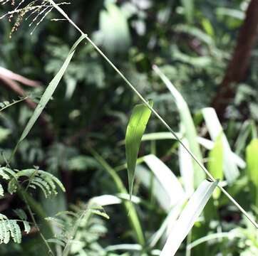 Image of broadleaf panicum