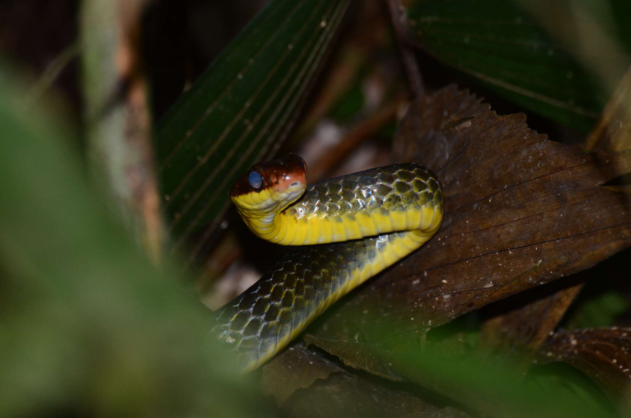 Image of Ecuador Sipo