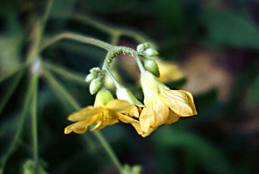 Imagem de Oxalis rhombeoovata A. St.-Hil.