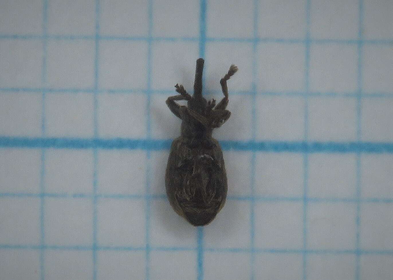 Image of <i>Trichopterapion holosericeum</i> (Gyllenhal 1833)