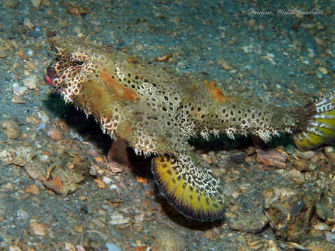 Image of Polka-dot batfish