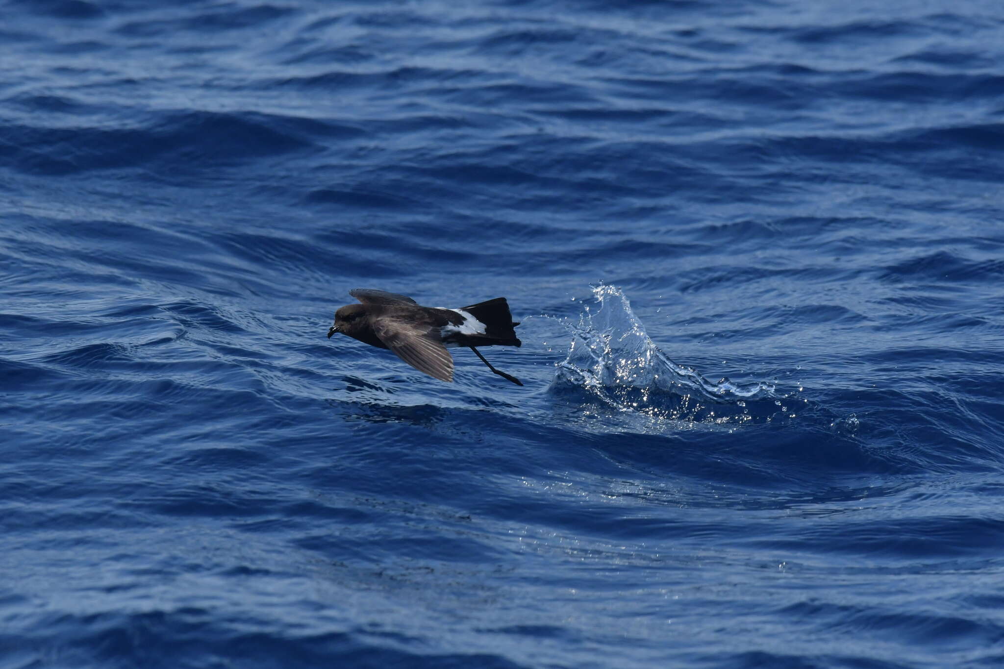 Image of New Zealand Storm Petrel