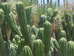 Image of Myrtillocactus schenckii (J. A. Purpus) Britton & Rose