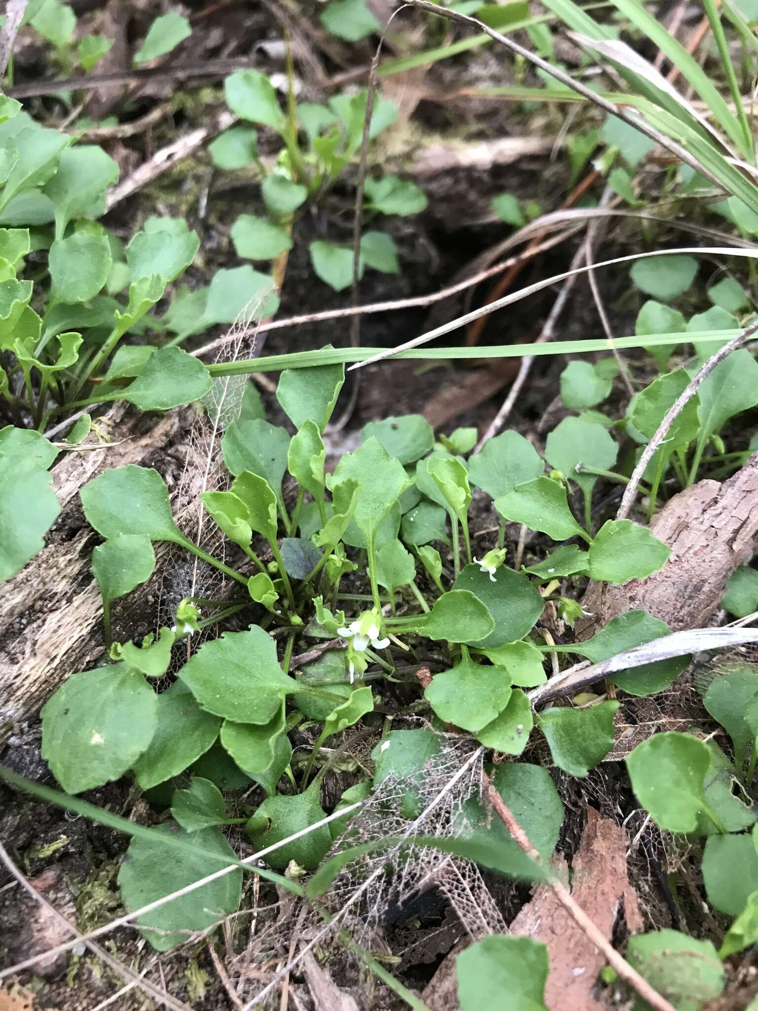 Image of Viola hederacea subsp. cleistogamoides L. Adams