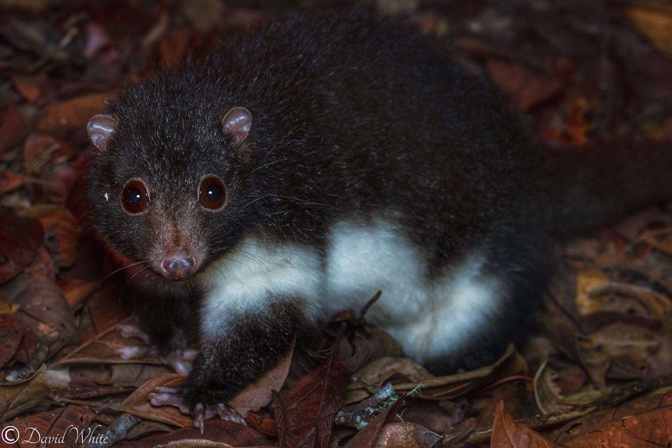 Image of Herbert River Ringtail Possum