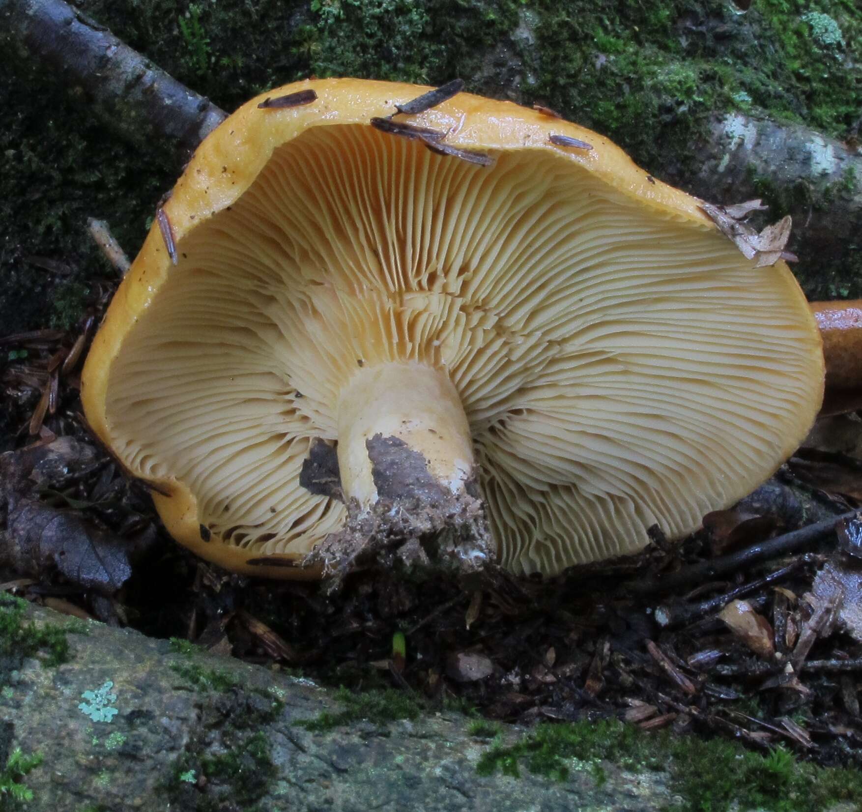 Image of Lactarius croceus Burl. 1908